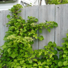 Load image into Gallery viewer, Climbing Hydrangea Vines