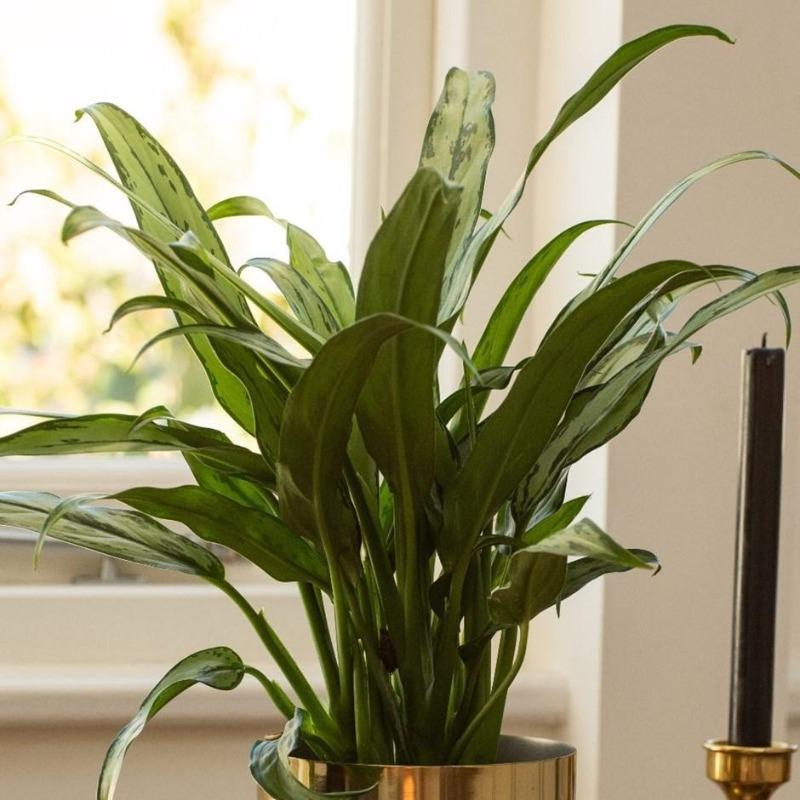 Aglaonema Cutlass Chinese Evergreen Plants – printedmintwr.com