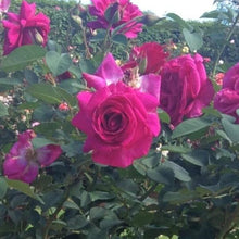 Load image into Gallery viewer, Brindabella Purple Prince Rose Shrubs