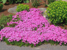 Load image into Gallery viewer, Creeping Phlox Drummond's Pink