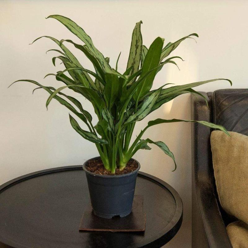 Aglaonema Cutlass Chinese Evergreen Plants – printedmintwr.com