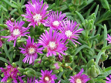 Load image into Gallery viewer, Delosperma Cooperi