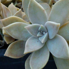 Load image into Gallery viewer, Graptopetalum Ghost Plants