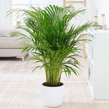 Load image into Gallery viewer, Bamboo Palm Plants