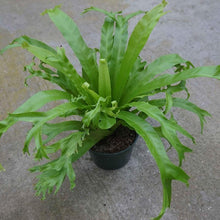 Load image into Gallery viewer, Birdsnest Fern Leslie Plants