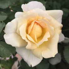 Load image into Gallery viewer, Brindabella Glow Rose Shrubs