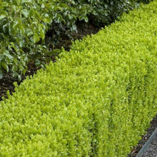Load image into Gallery viewer, Dwarf English Boxwood Shrubs