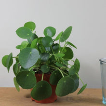 Load image into Gallery viewer, Chinese Money Plants Pilea peperomoides