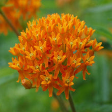 Load image into Gallery viewer, Butterfly Weed Asclepias tuberosa