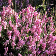 Load image into Gallery viewer, Mediterranean Pink Winter Heather
