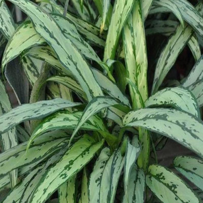 aglaonema cutlass plant Aglaonema Cutlass Chinese Evergreen Plants – printedmintwr.com