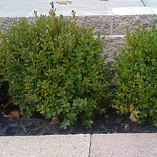 Load image into Gallery viewer, Green Velvet Boxwood Shrubs
