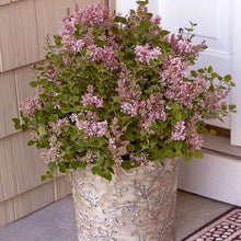 Load image into Gallery viewer, Bloomerang Pink Perfume Lilac Shrubs
