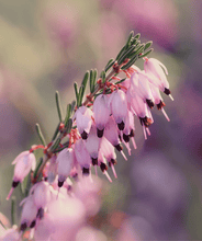 Load image into Gallery viewer, Mediterranean Pink Winter Heather
