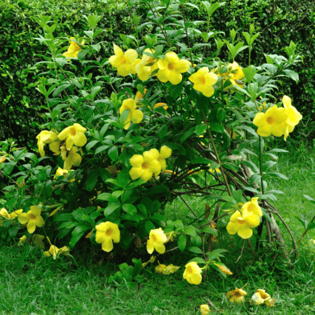 allamanda flower seeds Allamanda Bush – printedmintwr.com