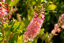 Load image into Gallery viewer, Clethra Ruby Spice Shrubs
