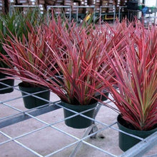 Load image into Gallery viewer, Dracaena Colorama Plants
