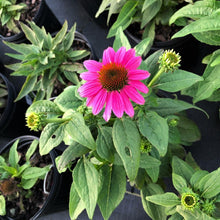 Load image into Gallery viewer, Echinacea Pow Wow Wild Berry
