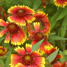 Load image into Gallery viewer, Gaillardia &#39;Arizona Sun&#39;
